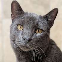 Thumbnail photo of Chrome #1