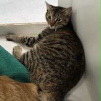 Thumbnail photo of Angel #2