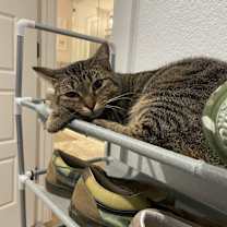 Thumbnail photo of Ivy #1