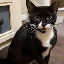 Thumbnail photo of Mamba #1