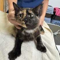 Thumbnail photo of Talia #1