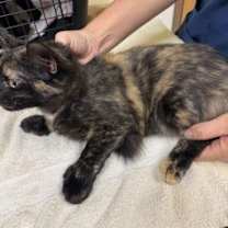 Thumbnail photo of Talia #2