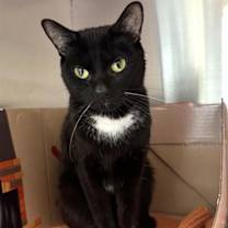 Thumbnail photo of Rascal #2