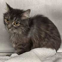 Thumbnail photo of Gogo #2