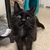 Thumbnail photo of Eastwood  #2