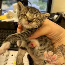 Thumbnail photo of Coco 25-12-062 #3