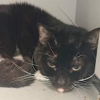 Thumbnail photo of A1 #2