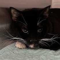 Thumbnail photo of A1 #3