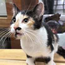 Thumbnail photo of Spicey #4