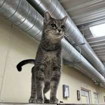 Thumbnail photo of Misty #1