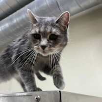 Thumbnail photo of Misty #3