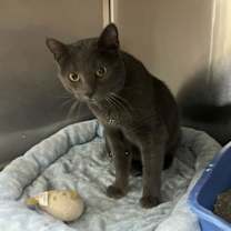 Thumbnail photo of Mac #2