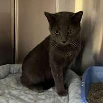 Thumbnail photo of Mac #3