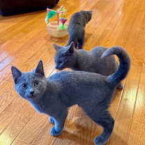 Thumbnail photo of Ailith  #2