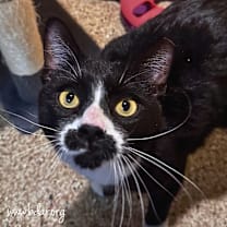 Thumbnail photo of Spaz #1