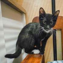 Thumbnail photo of Midnight (FCID# 11/06/2025-2 Glen Mills PS) #2