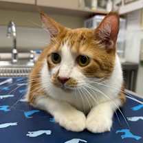 Thumbnail photo of Hank Bettner #2