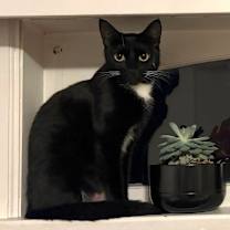 Thumbnail photo of Athena  #1