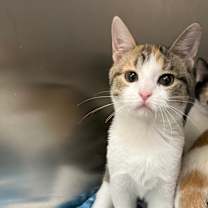 Thumbnail photo of Ulna #3