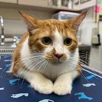 Thumbnail photo of Hank Bettner #3