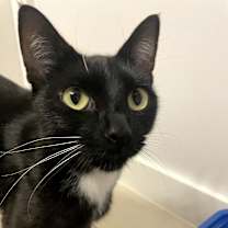 Thumbnail photo of Athena  #2