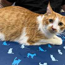 Thumbnail photo of Hank Bettner #4