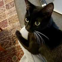 Thumbnail photo of Athena  #3