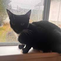 Thumbnail photo of Athena  #4