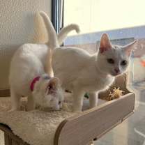 Thumbnail photo of Zoey #3