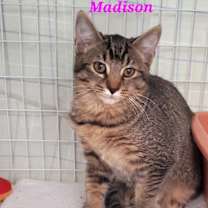Thumbnail photo of Madison #2
