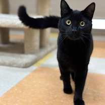 Thumbnail photo of Sossa #1