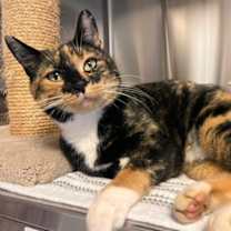 Thumbnail photo of Harley #3