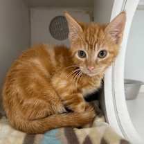 Thumbnail photo of Hot Wing #2