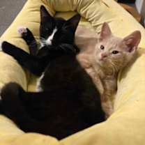 Thumbnail photo of Jimmy Dean Breakfast Sausage #1