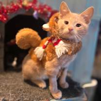 Thumbnail photo of Jimmy Dean Breakfast Sausage #2