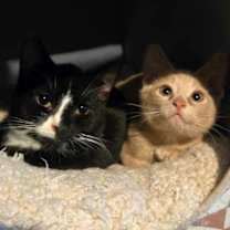 Thumbnail photo of Jimmy Dean Breakfast Sausage #3