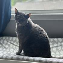 Thumbnail photo of Daisy #1