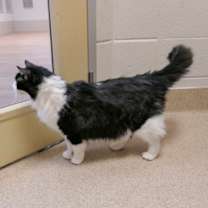 Thumbnail photo of Abe-VIP FELV/FIV POS #3