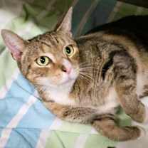 Thumbnail photo of M.A.C. #2