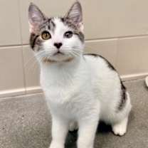 Thumbnail photo of Chalupa #1