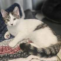 Thumbnail photo of Chalupa #2