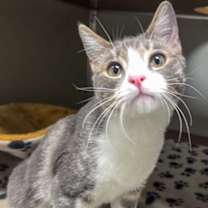 Thumbnail photo of Lyle Menendez #2