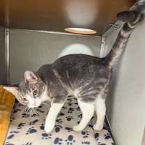 Thumbnail photo of Lyle Menendez #3