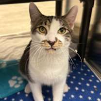 Thumbnail photo of Beau #1