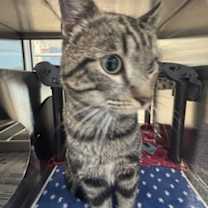 Thumbnail photo of Kratos #2