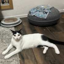 Thumbnail photo of Leo #3