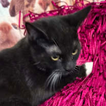 Thumbnail photo of Cinnamon @ PetSmart #3