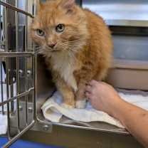 Thumbnail photo of Buttercup #1