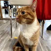 Thumbnail photo of Butternut #2