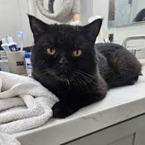 Thumbnail photo of Kage #3